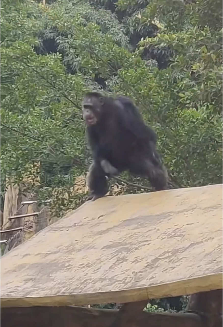 Funny monkey in the zoo 🤣🤣#animal #fypシ #foryou #funny #cute #usa🇺🇸 #pet #tiktok #fyp #funnyvideos #fun #animals #animalsoftiktok #animal #funnymoments #usa #monkey #gorilla #ape 