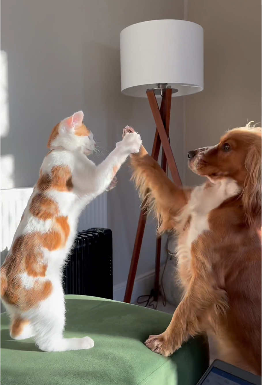 Cats and dogs playing happily 💕💕#Love #dog #cat #friends #funny 