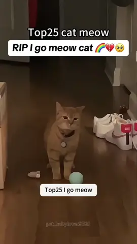 Cat noises 👌🐱#funnyvideos  #Funny  #fyp  #foryoupage  #catsoftiktok  #cats  #catlover  #funnyvideo  