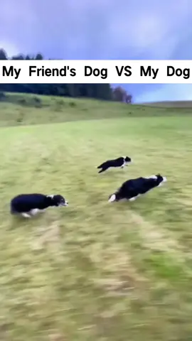 #my dog vs my friend’s dog#dogsoftiktok #fpy #🤣🤣😂😂 #🐕 #usa🇺🇸 