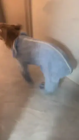 A happy little dog🐶🐶 #funnyanimals #PetsOfTikTok #fyp #cutepets#dog #dogsoftiktok #happy #happydog #funnyvideos #fyp #foryou #doglover