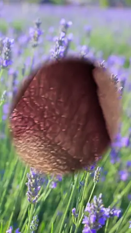#relax #foryou #squeezeyuk #acne #satisfyingvideo #viraltiktok 