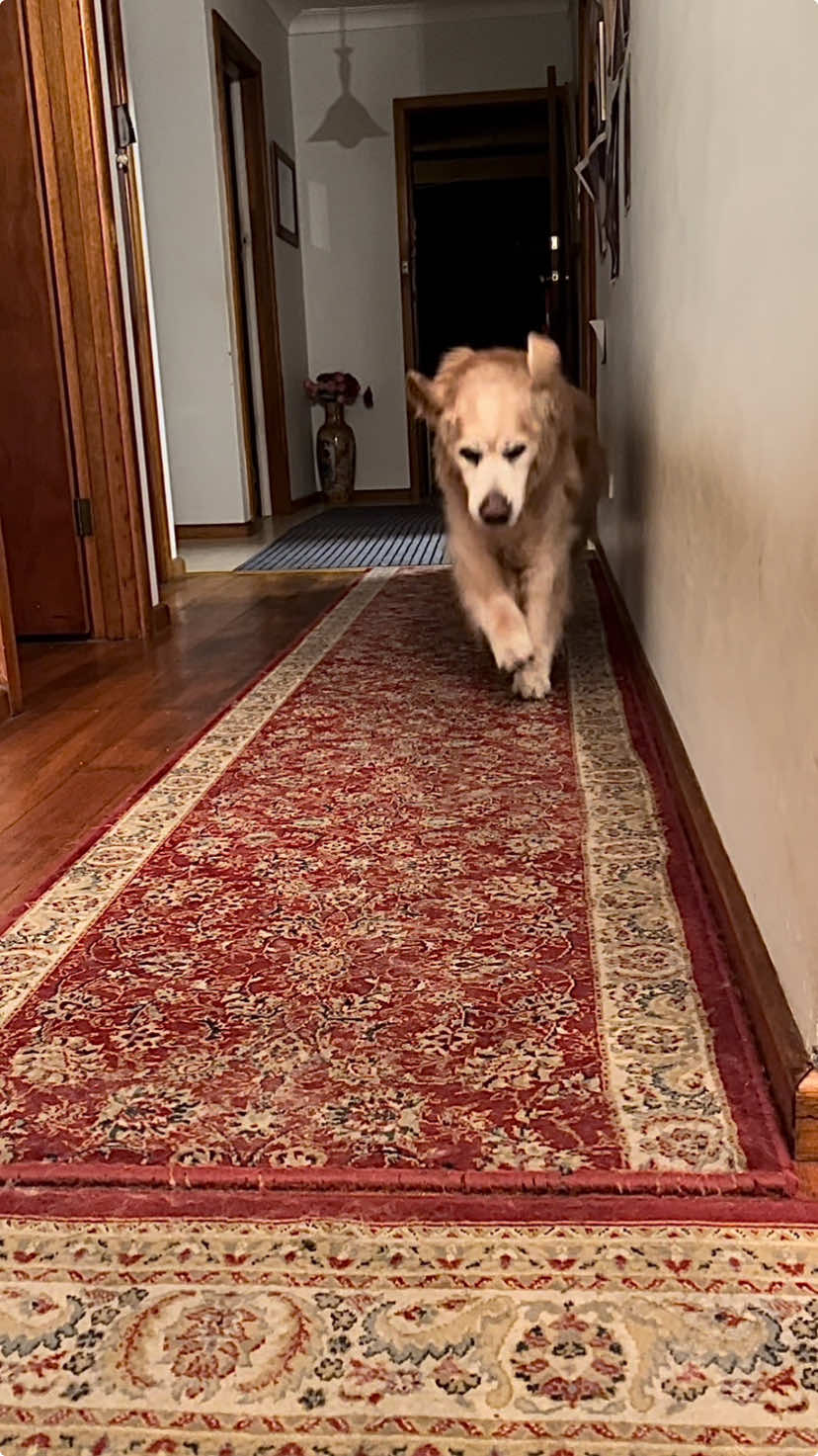 #goldenretriever #fyp #seniordog #dogsoftiktok #happy #seniordogsoftiktok 