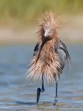 #aves #natureza #passaros #papagaio #arara 