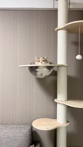 溢れてるデカ猫 #愛おしい #猫 #猫のいる暮らし #立ち耳スコ #cat #catsoftiktok #catlover #cattok 