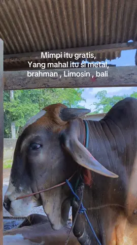 🤪.                               #lewatberanda #axybcz #fyp #fypシ゚ #4u #peternakmuda #peternaksapiindonesia #peternaksapiindonesia #foryou #sobatngaritnusantara #pakanternak #jowopride #storywhatsapp #pelitfyp 