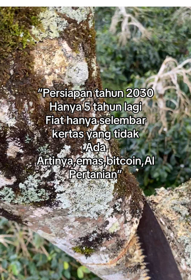 #kebun #money #petani #fyp #investor 