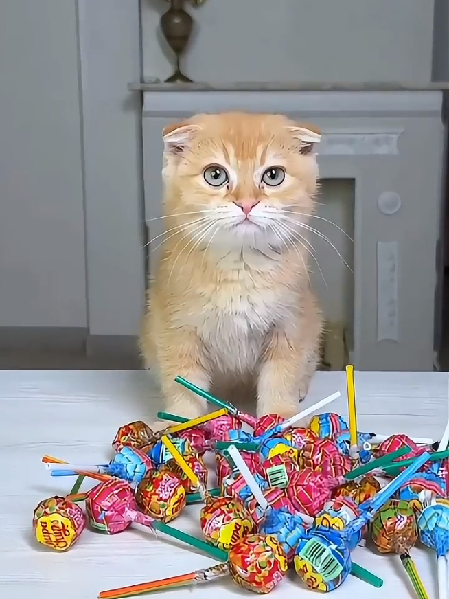 Trick to steal lollipops from kitten😆 Kitten Danced and Lost All the Lollipops #trick #LifeHack #DIY #diyhack #craft #steal #lollipop #kitten #cutecat #dancer #lost #all #cat #gigglix #fyp 