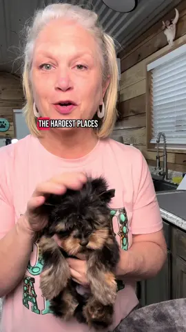 This Pet Trimmer is such a good tool For grooming my Yorkies. I love it. It does a great job clipping their paws and eyes🐾#yorkiemom #dogtoys #dogs #yorkiesoftiktok #loveyorkies🐾❤️🐾❤️ #doggroomingtools #groomers 