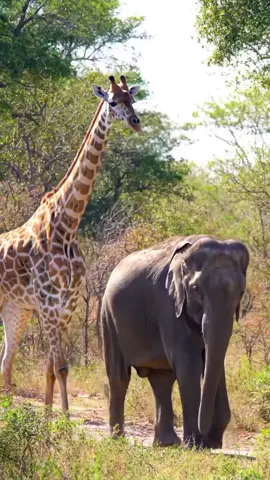 #elephant #jiraf #jungle #animallovers #animal #animals #viraltiktok #viralvideo #trending #cute #funny 