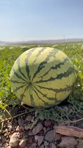 OMG😱🥰🍉🔥💥#fruit #fruits #threefarmers #fyp #asmr #foryou #happy #watermelon 