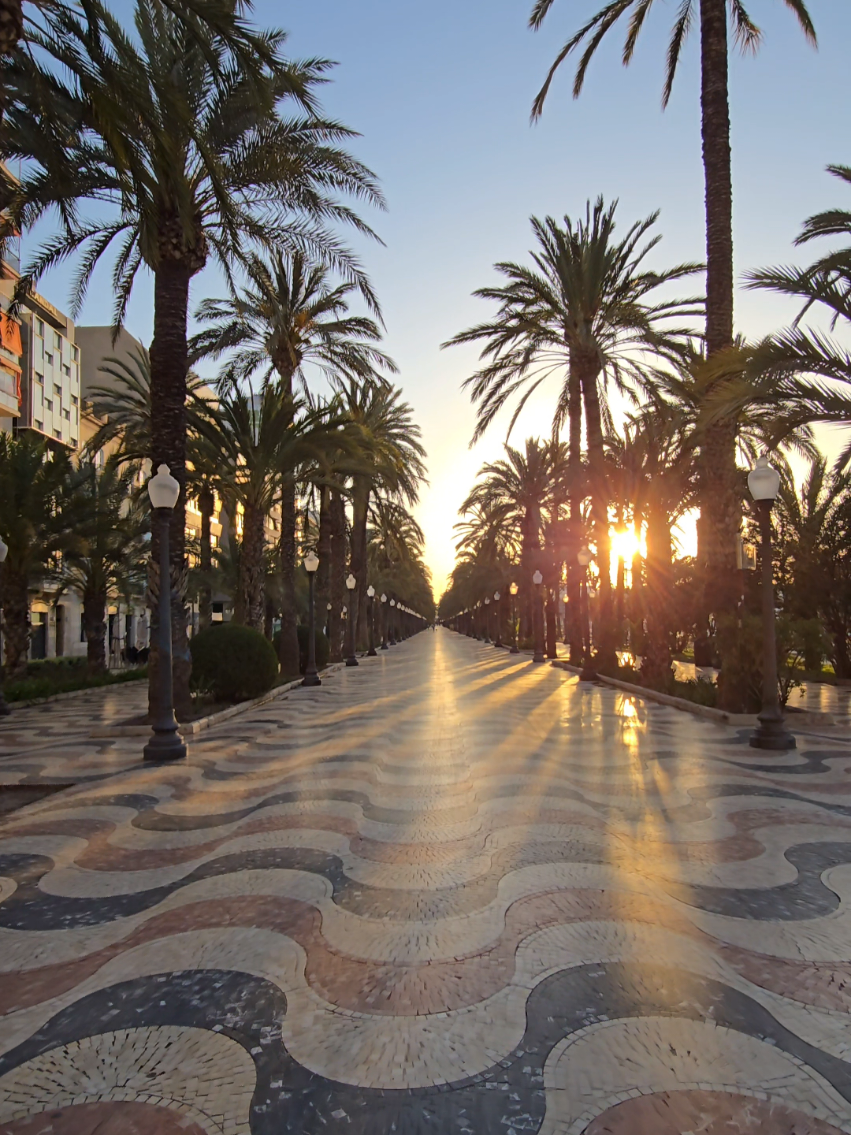Alicante, Spain🇪🇸 #sunny #palm #palmtrees #alicante #spain #españa #sun #palmer #sea #fyp 
