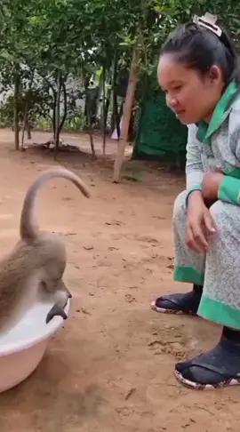 #angry #monkey #viral_video #funn #animal 