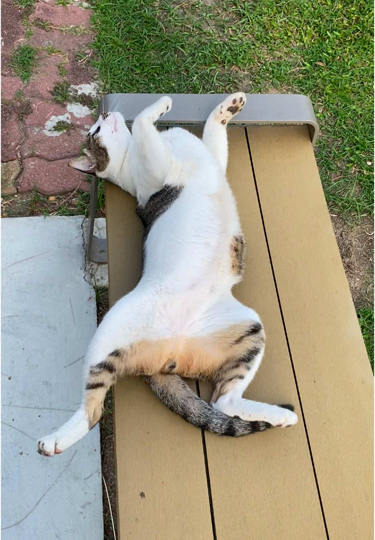 เจ้าเหมียว 🤣😺❤️🍭🍭 #cute #cat 