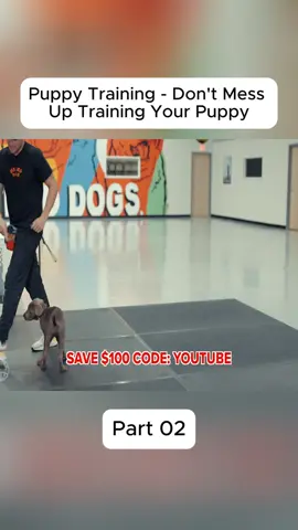 #gsd #dog #DogTraining #DIY #trainer #training