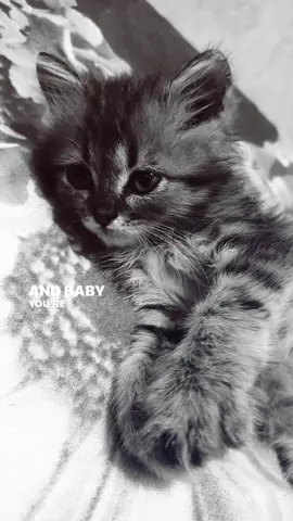 cutee🤏 #CapCut #fyppppppppppppppppppppppp #cat #lucu #lyrics #xzbcya #quotes #4u #catslovers 