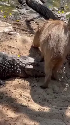 Cocodrilo: ¿No me tienes miedo? Capibara: ¿Quién eres? #zoo #zoológico #cocodrilo #capibara #divertido #interesante CR: douyin roudancongji73