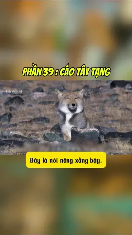 Phần 39- Cáo Tây Tạng #thếgiớiđộngvật #độngvậthàihước #lồngtiếngphim #tiktokgiaitri #độngvật #tiktokviral