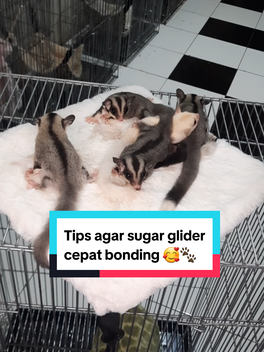 Tips agar sugar glider cepat bonding semoga bermanfaat 🐾🥰 Selamat mencoba dan semoga berhasiiiil 💪🏻😁