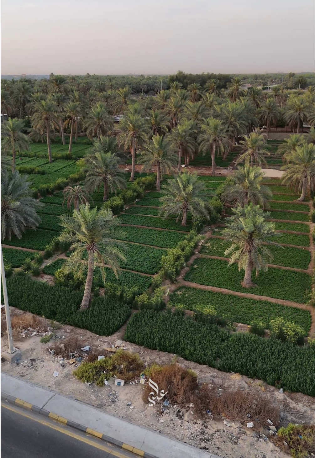 الاحساء مليانه تغذية بصرية 🥺💛💛 #الاحساء #المبرز #الهفوف #مزارع #مزرعة #نخل #الشرقية #السعودية #alahsa #بقيق #اكسبلور #dron #dji #طبيعة #علي_الهاشم 