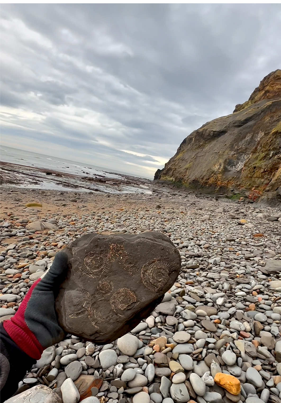Exposing a perfect Jurassic Belemnite (Squid-like creature) which was in a large loose shale slab hidden within lots of beach pebbles 🦑🦑 This is the ‘Belemnite Guard’, which was the tough inner part of the belemnite 🏝 The soft tissue rarely preserved properly, however many great examples have been found in other parts of the world 🌎 Thank you in advance for supporting our page! 🐊 #natural #nature #fossil #fossils #ancient #animals #art #ammonite #ammonites #dinosaur #scientist  #minerals #paleontology #whitby #geologist #dorset #geology #charmouth #jurassic #yorkshire #fyp 