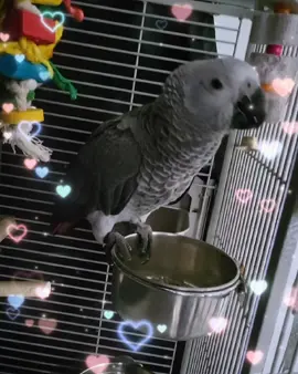 African grey parrot  #africangreyparrot #africangrey #parrot #foryou #foryoupage❤️❤️ #creatorsearchinsights #fyp #2025 