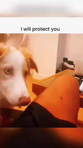 #dog #funnydog #dogsoftiktok #pet #funnypet 