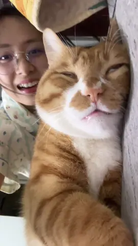 cats are very cute when they sleep#fyp #kucing #PetsOfTikTok #cute #meow #catlover #cuntlifechoseme #kitty #cutecat #catsoftiktok #funny 
