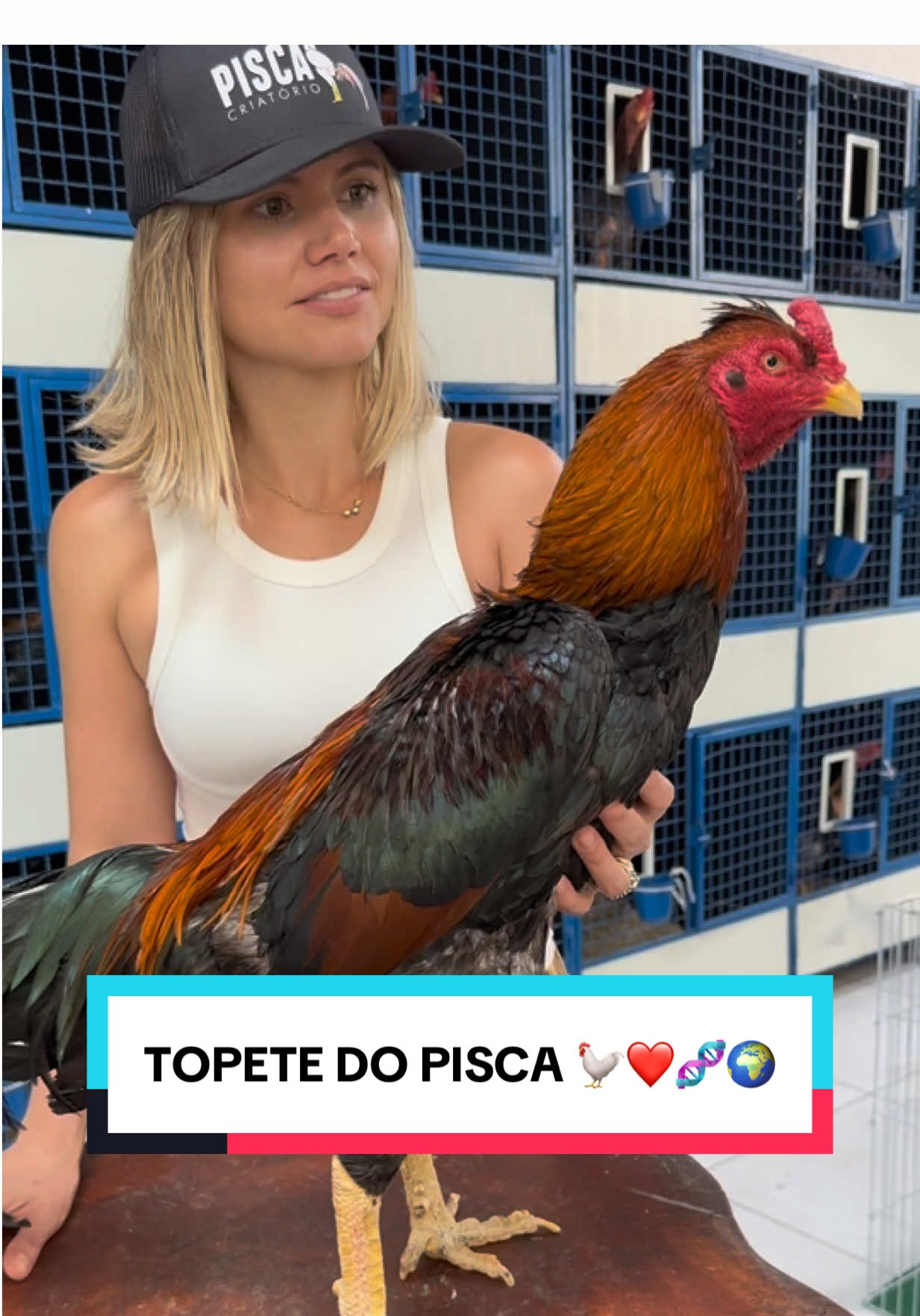 Topete do Pisca, lindo dos lindos 🐓❤️🧬🌍
