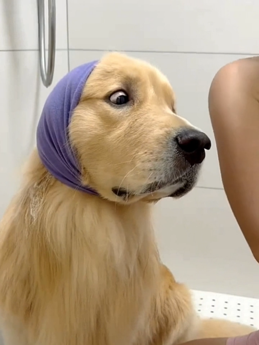 Dog Bath day#LiveOutlandish #dogbath #dogsoftiktok #goldenretriever #goldenretrieverlife 