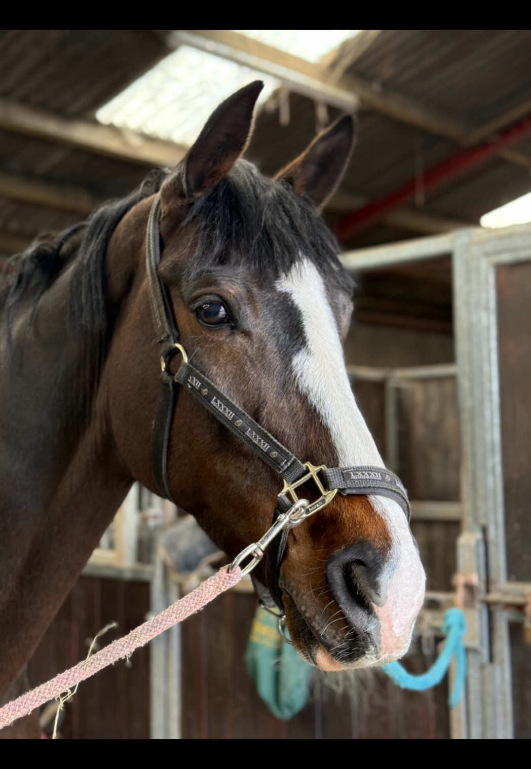 Beautiful Nellie looking for new 🏠  17hh 8yr old  KWPN mare #equestrian #equinetiktok #horse #equestrianfyp #equestrianlife #showjumper #showjumping #forsale #horsesoftiktok 