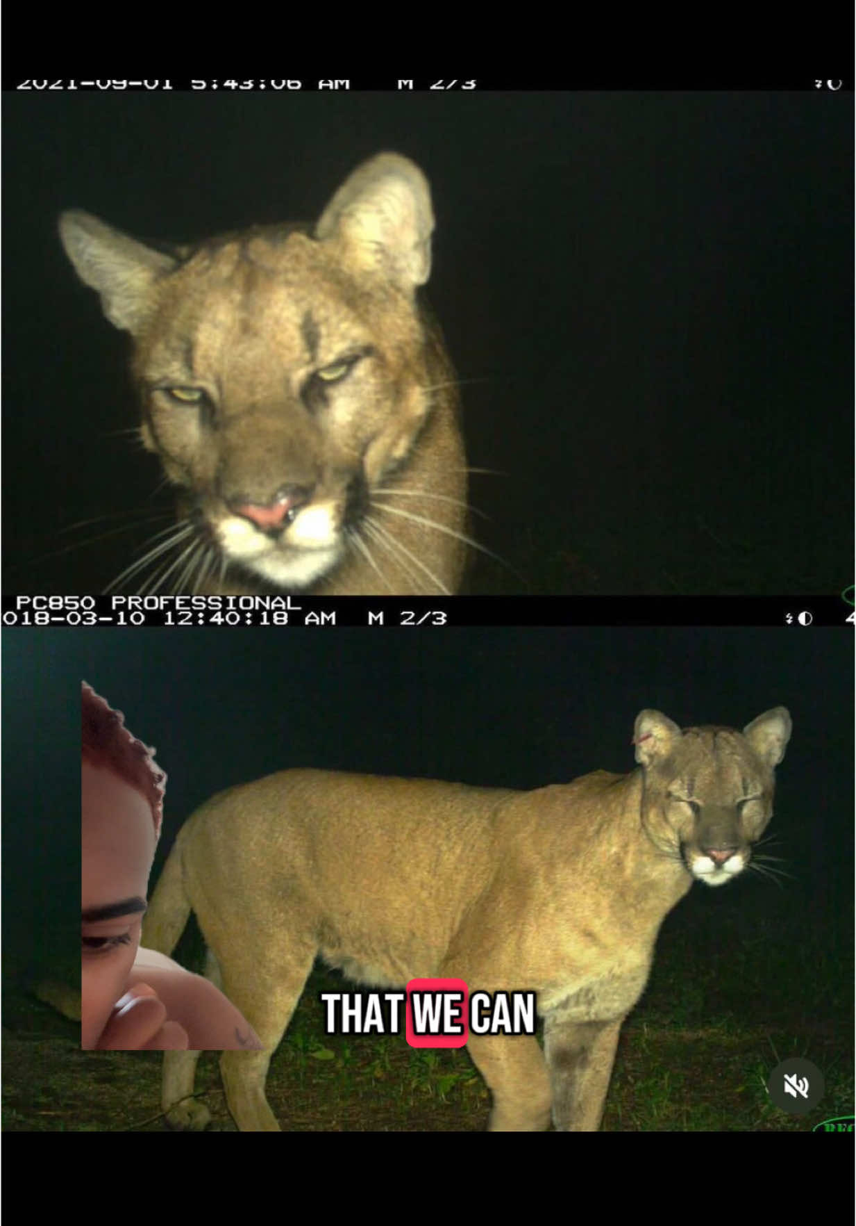 Who’s outdoing who ? #greenscreen #fyp #birds #cats 