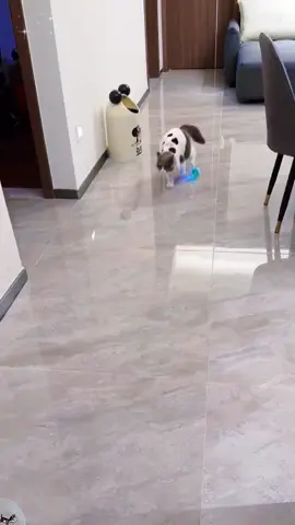 I didn’t expect them to love this cat toy ball so much 😹😻#cars #catsoftiktok #catsmoves #catslovers #cattok #catlover #catmom #toy #foryoupage #fyp #fypシ #cattoys 