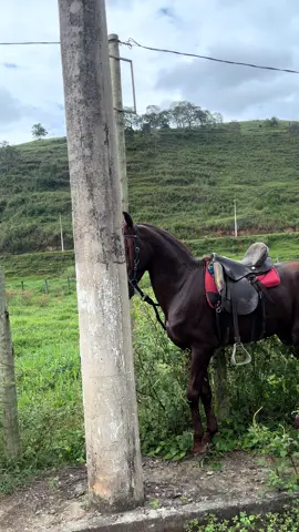 #quente #fouryou #cavalo #mangalargamarchador 
