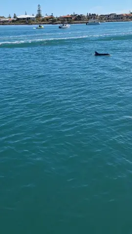 Today we went dolphin hunting 🐬 we had such an incredible day and saw lots of dolphins in Mandurah estuary and river. #dolphins #Mandurah #Australia #dolphincruise #mandurahcruise 
