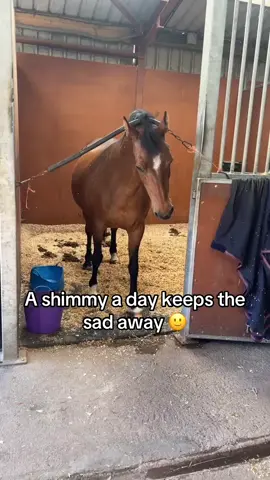 Get it twinks ☺️ #equestrian #tiktok #horse #equine #fyp #horsesoftiktok #foryoupage #funny 