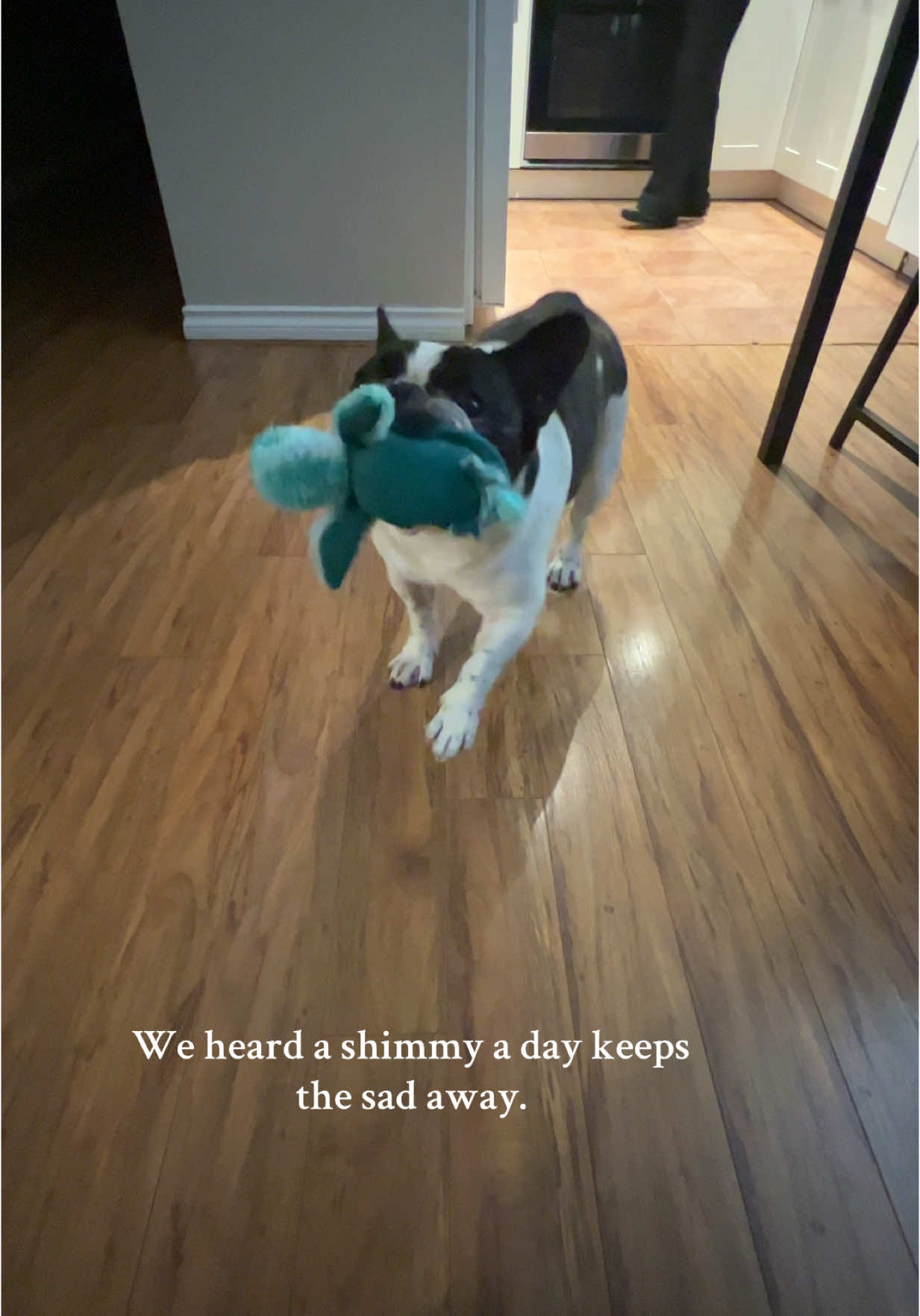 Shimmy shimmy ✨ #dog #dogsoftiktok #shimmy #frenchbulldog 