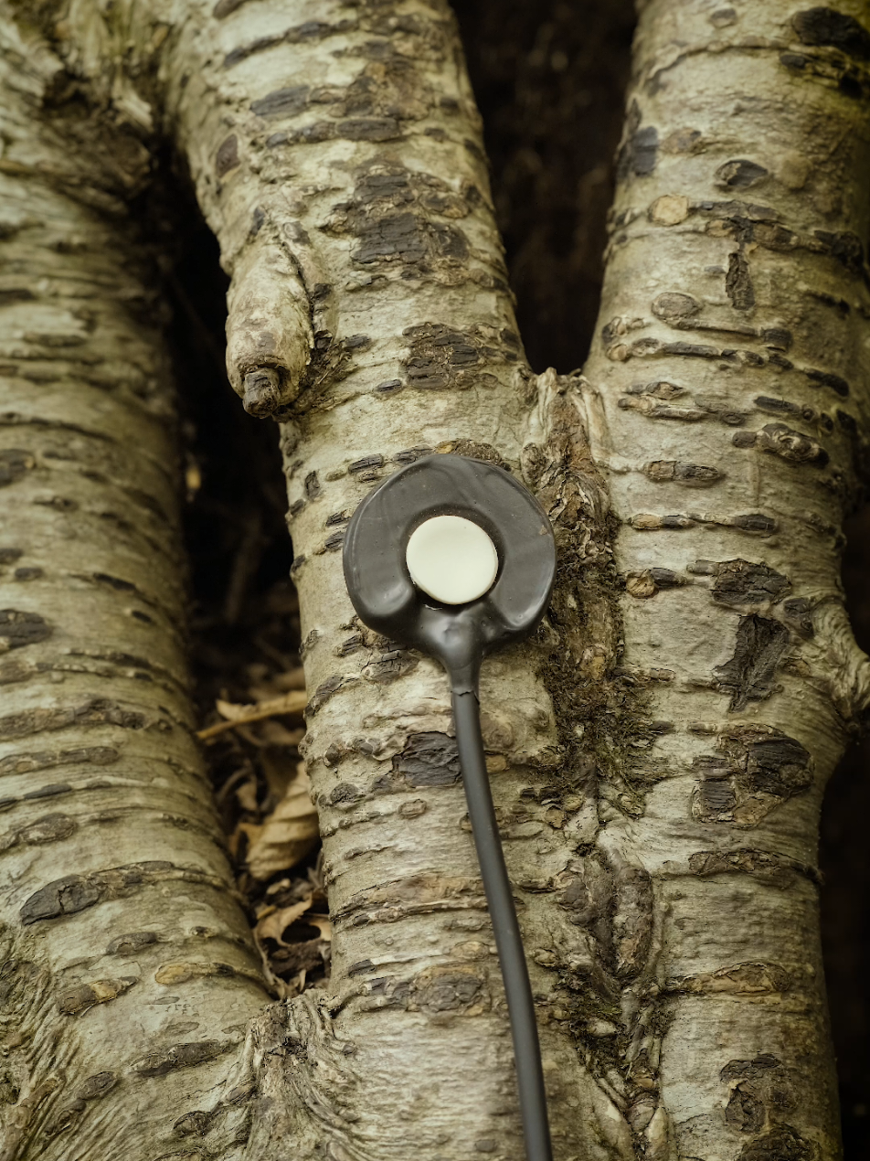 The Sound of Trees 🌳 Discover the creaking of the tree, the wind whispering through its roots, the woodlice beneath its bark, and the woodpecker drumming on its trunk. #nature #sound #science #pourtoi #fyp 