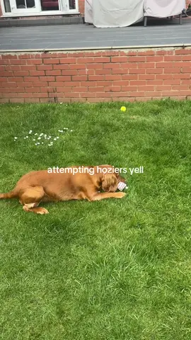 i’d say he did pretty well #fyp #foryou #blowthisup #pets #dog #puppy #dogowner #viral #hozier #hozieryell #cockerspaniel #spaniel 