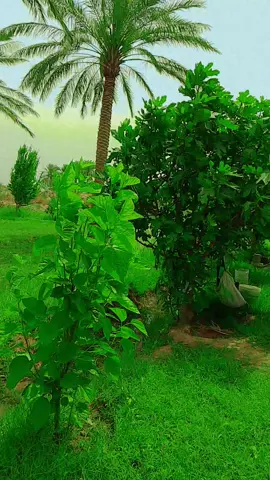 #اكسبلور #اكسبلورexplore #الطبيعه_اجمل_شي_للراحه_النفسيه #اعادة_النشر🔃 