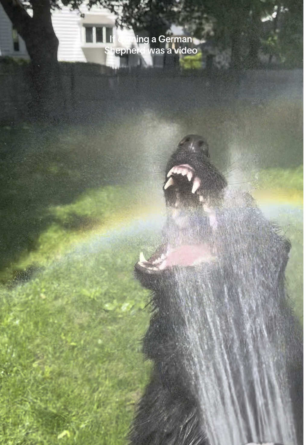 Iykyk 😅 #germanshepherd #blackgsd #dogsoftiktok 