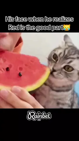#fyp #viral #trending #fypシ #xyzbca #cat #catsoftiktok #cats #catlover 
