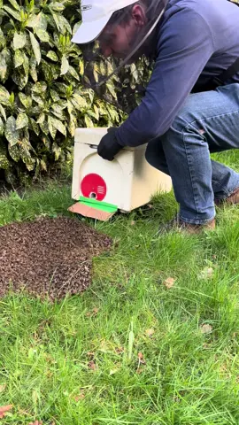 Swarms will be happening here this week.   Swarms are a natural reproductive process exclusively for honeybees and they are amazing to watch. We can easily pick them up from walls, trees or garden furniture for free but once they move into your chimney or air vent they become a costly, intrusive and often deadly (to the bees) process to remove. Please call Gareth when you see them for a free collection around Manchester or send a video of the bees on what’s app.   07969 405551.