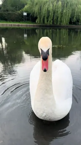 Male Swan noises up close #swan #swannoises #animalnoises #whiteswan #cuteswan #fyp #maleswan #wildlife #nature 
