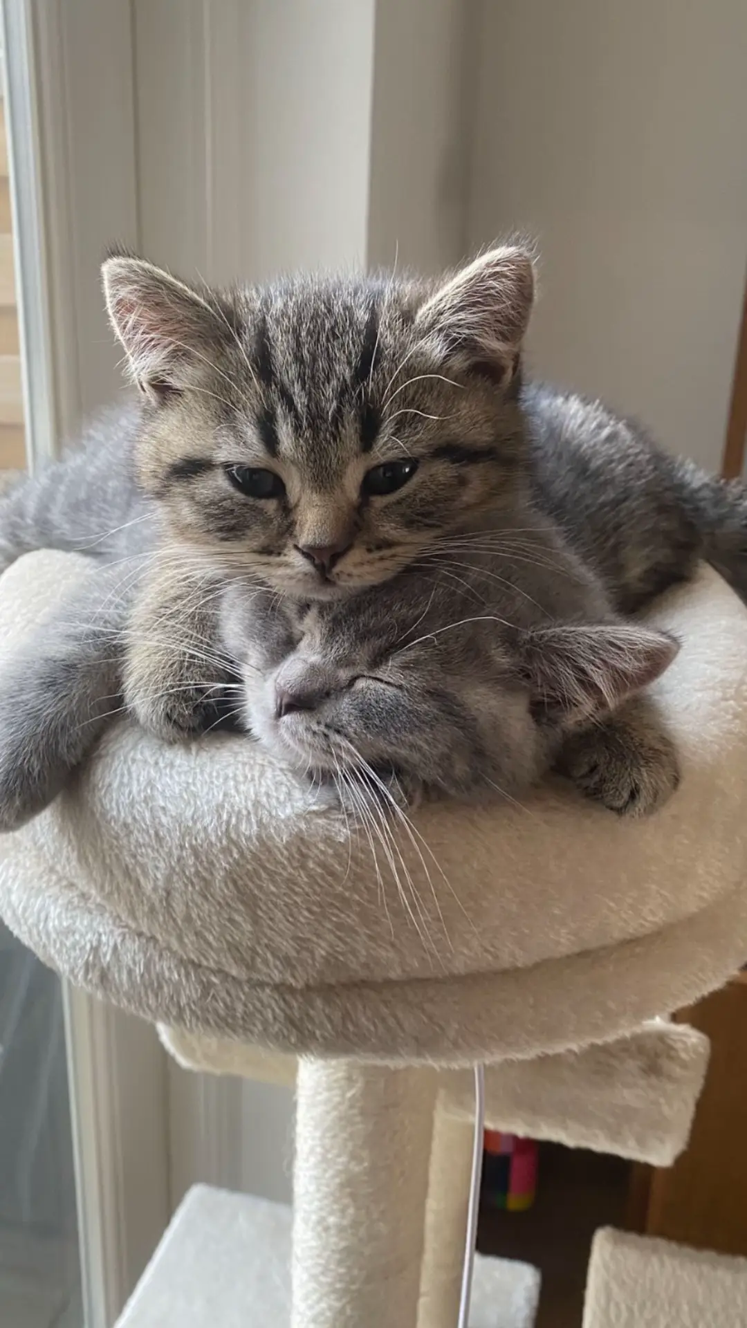#SidandFred #kittens #cutecats #kittenlove #newbabies @whiskas_official 