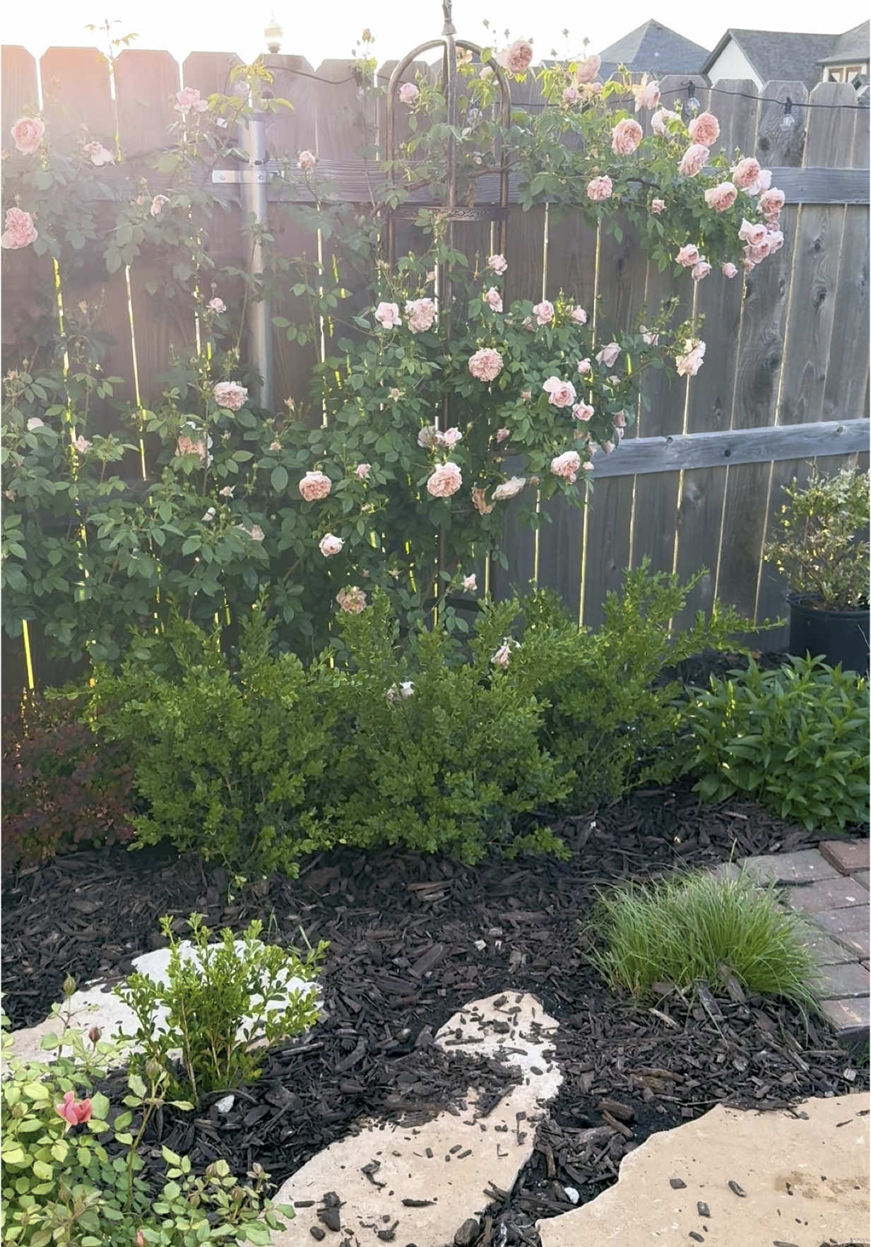 Collette climbing #rose is a little weather weary with our recent rains in #oklahoma but she is still #gorgeous  #backyardvibes #tiktokgarden #garden #everyday #mybackyard #roses #homegarden #create 