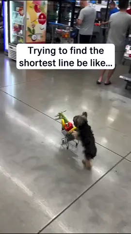 Dog goes shopping in grocery store 😂 🎥 Credit w/ permission - @topdogtraining #dog #dogs #doglover #doginstagram #cat #cats #catlover #catinstagram #pet #pets #funnypets #petinsurance #relatable
