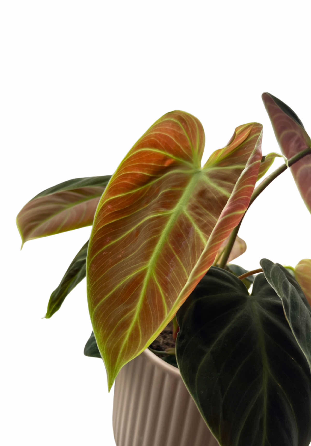 Repotting day 🪴 #fyp #foryou #plants #plantsoftiktok #indoorjungle  #houseplants #indoorplants #alocasia #urbanjungle #monstera #anthurium #philodendron 