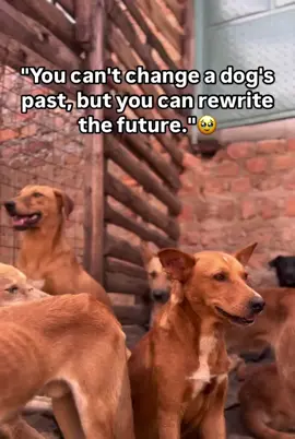 Behind every wagging tail is a silent plea for love. They don't ask for much-just food, warmth, and a little kindness. Stay, watch, and help give them hope.❤️‍🩹 For Any Support Click Our Link In Bio To help.. #dogsoftiktok #dog #follow #fyp #foryoupage #animallover #petlover #fyp #fyppp #plsblowthisup 