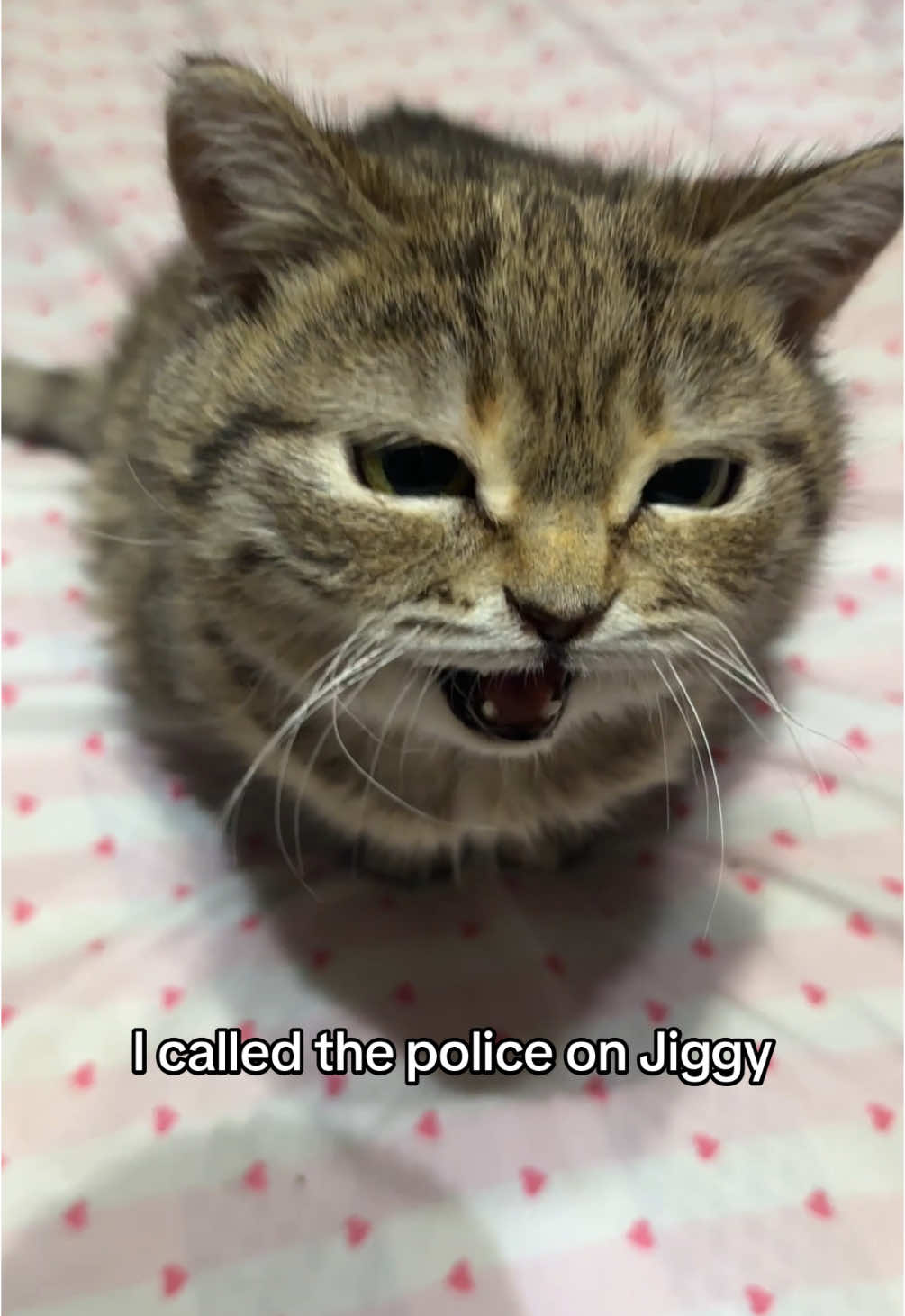 she kept interrupting me but it’s ok cos she had way more important things to say 😌 #jiggysmalls #dwarfcat #jiggycat #foryouuu #catsoftiktok #viral?tiktok🥰 